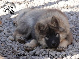 chiot eurasier